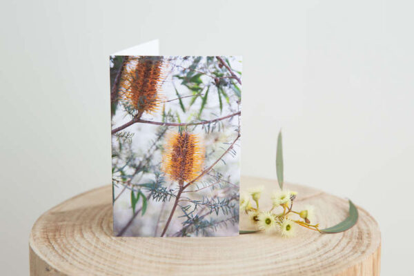 Banksia Greeting Card